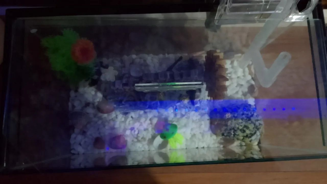 Aquário completo  - Foto 4