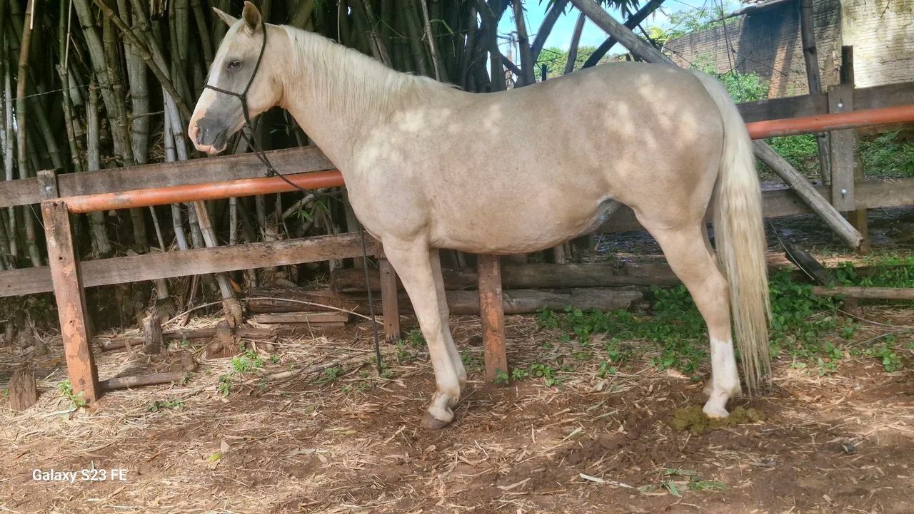 Egua palomina show - Foto 2