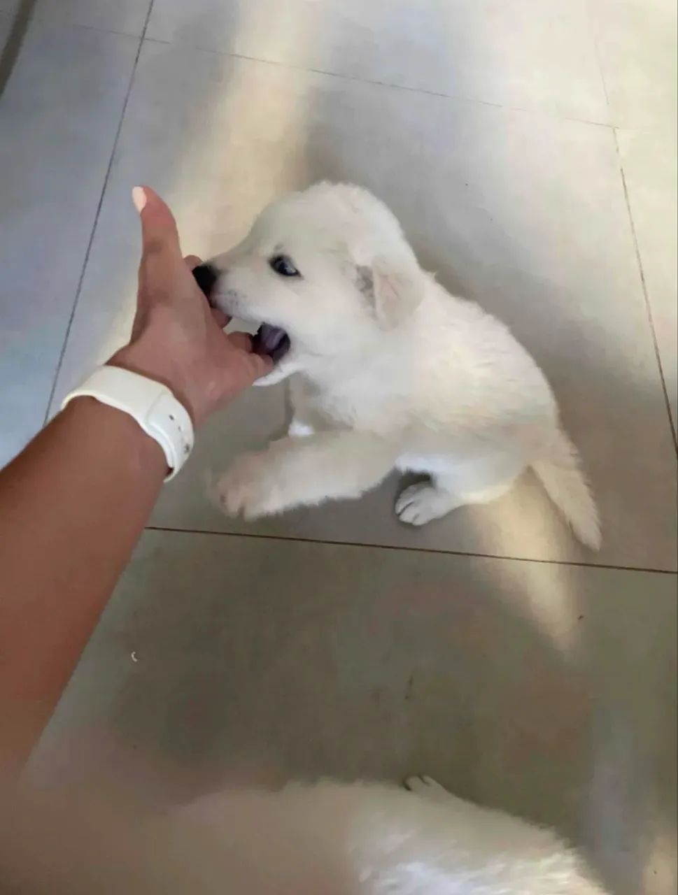 Vendo Husky Siberiano 