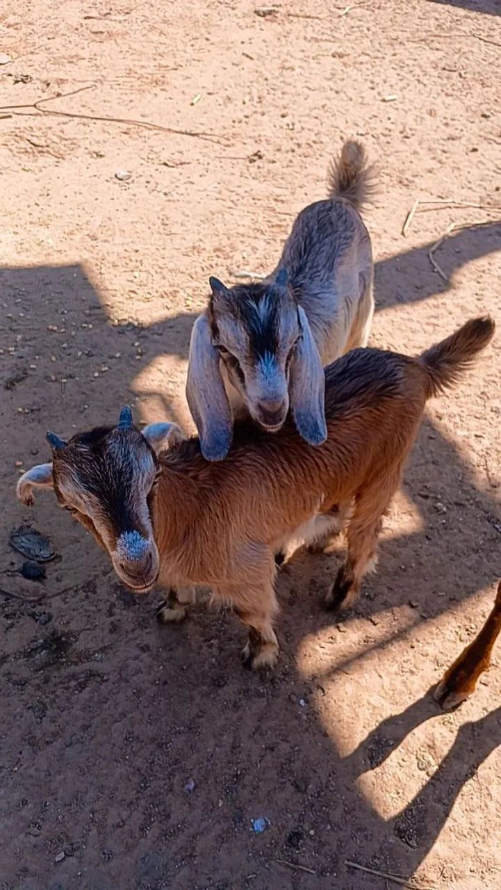 Cabrito 