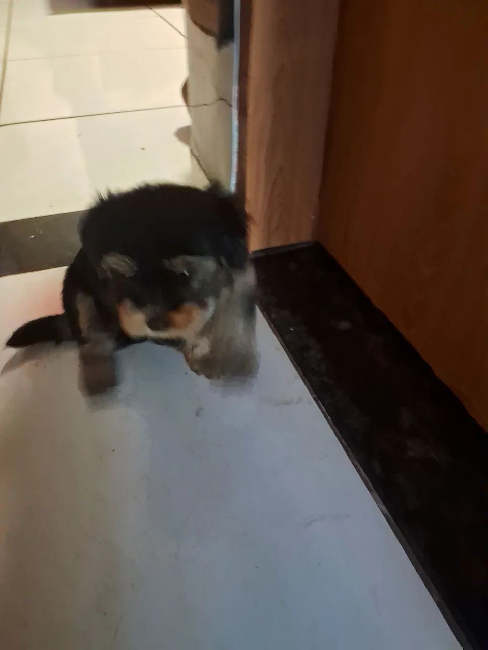 Cachorro  - Foto 4