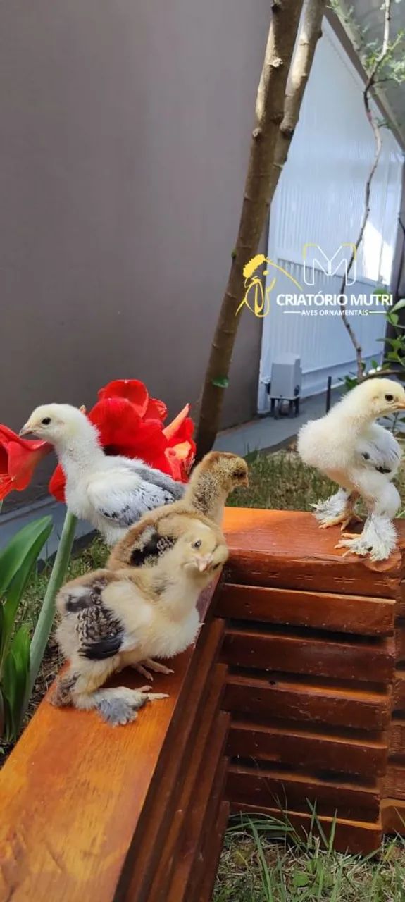 Pintinhos de Brahma light e Brahma perdiz  - Foto 3