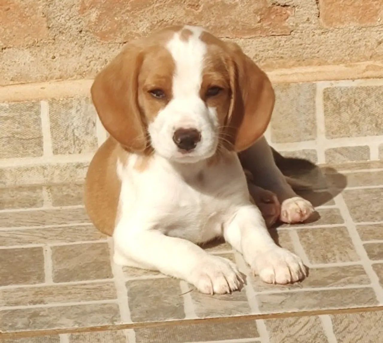 Beagle - Foto 2