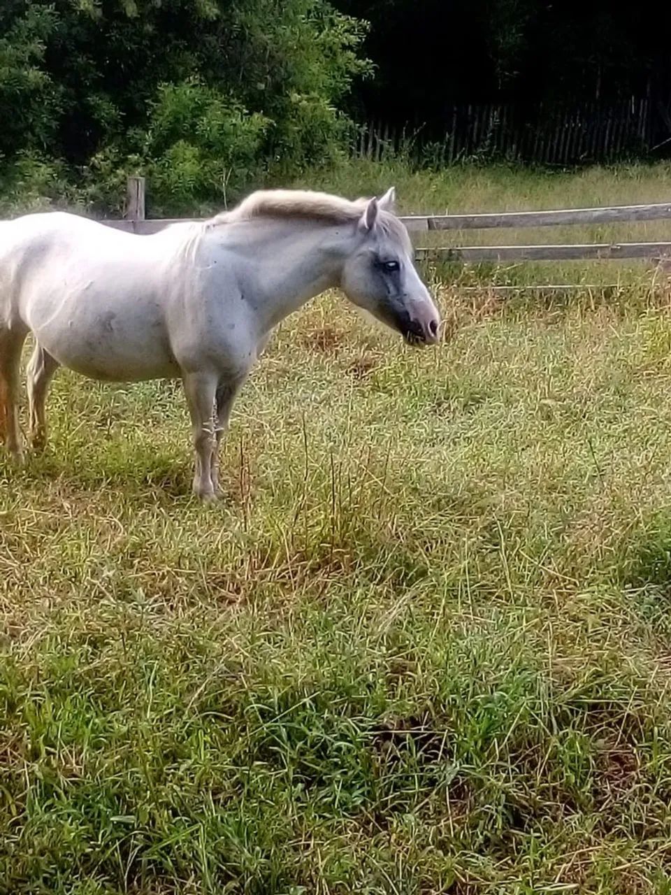 Pitissa boa de carroça e montaria