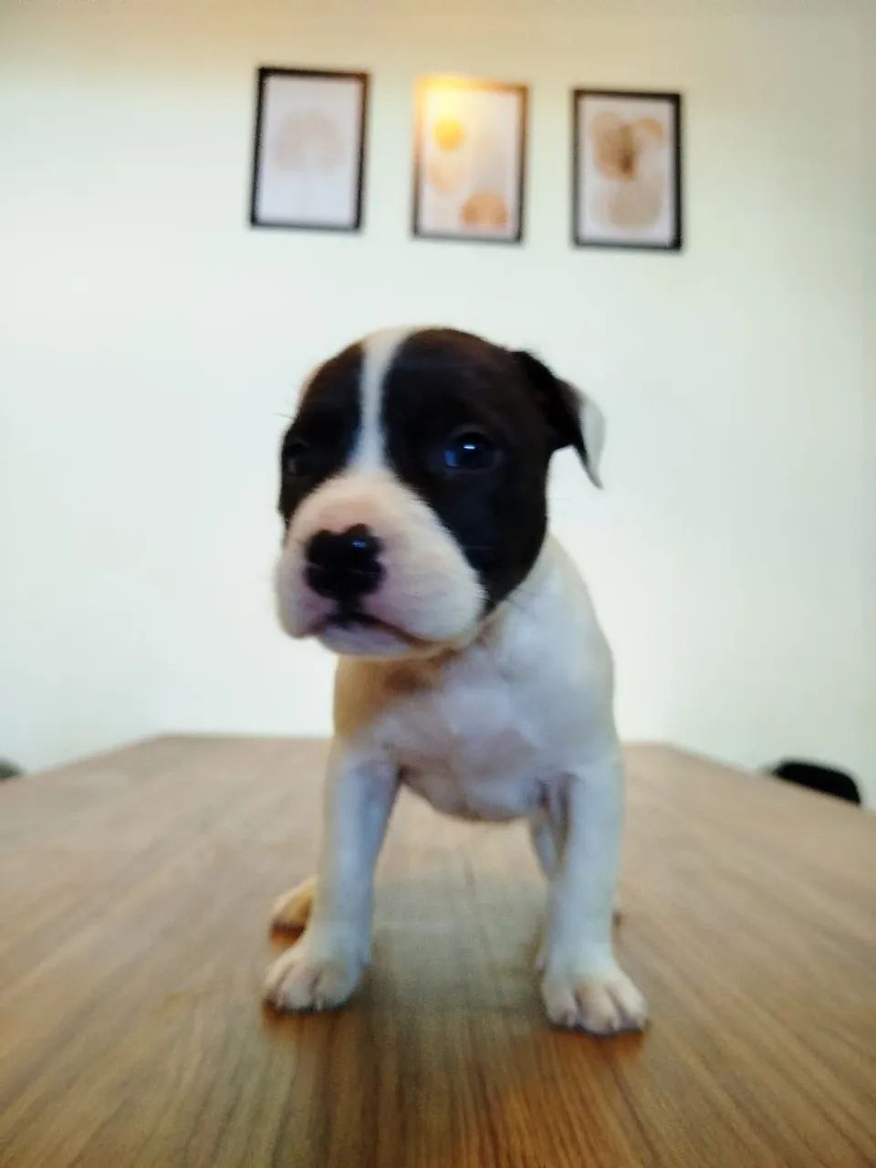 Pit Bull legítimo  - Foto 3