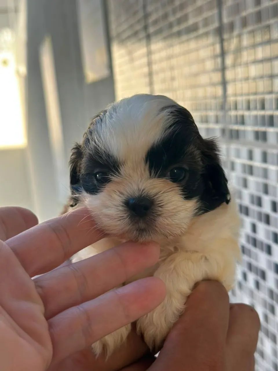 Lindeza e perfeição de shitzu  macho - Foto 4