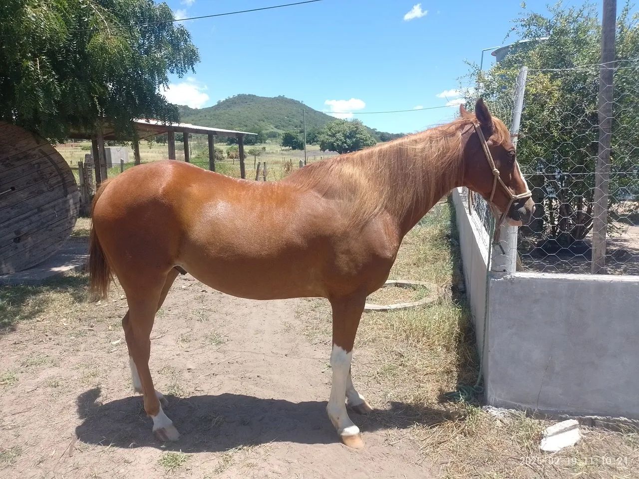 Cavalo Quarto de Milha  - Vaquejada - Foto 4