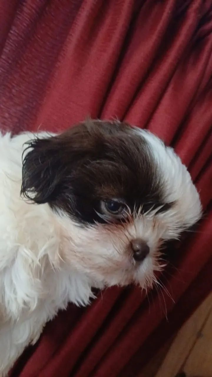 shihtzu femea - Foto 2