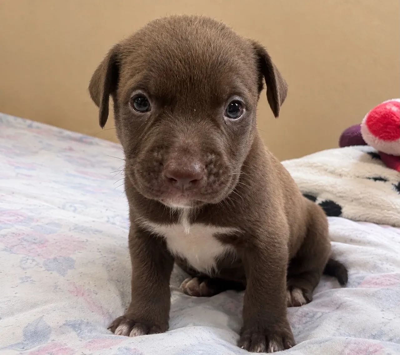 Doa-se filhotes Pitbull! - Foto 3