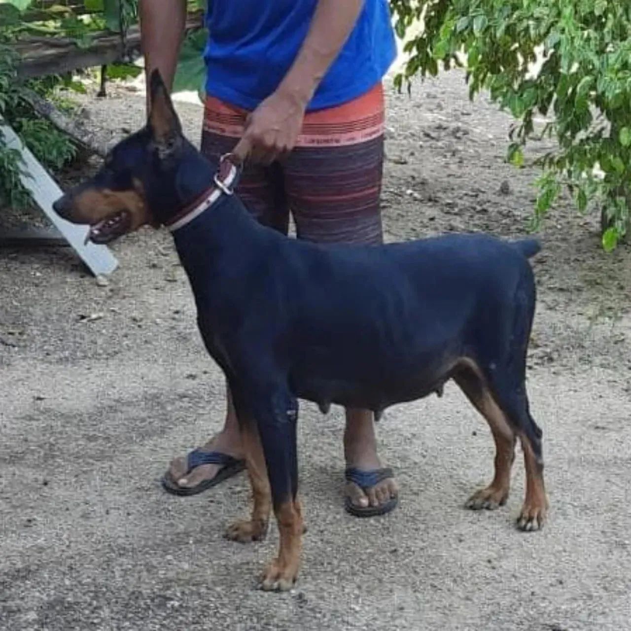 Filhotes Doberman - Foto 5