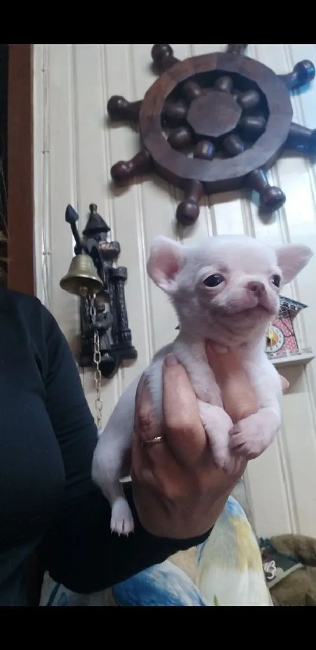 filhote de chihuahua