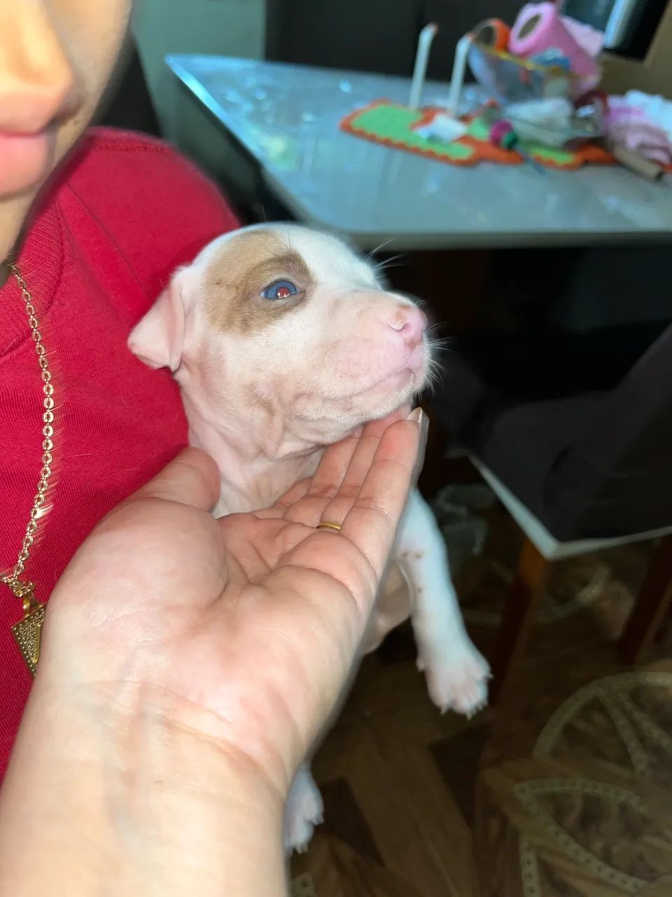 Filhote de pit bull - Foto 2