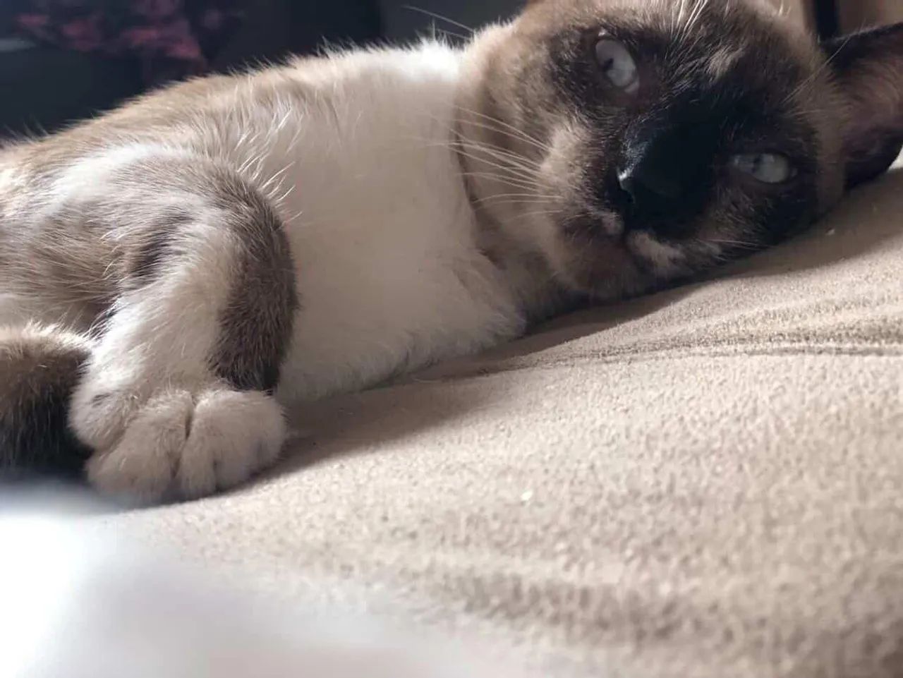 Gato - Foto 3