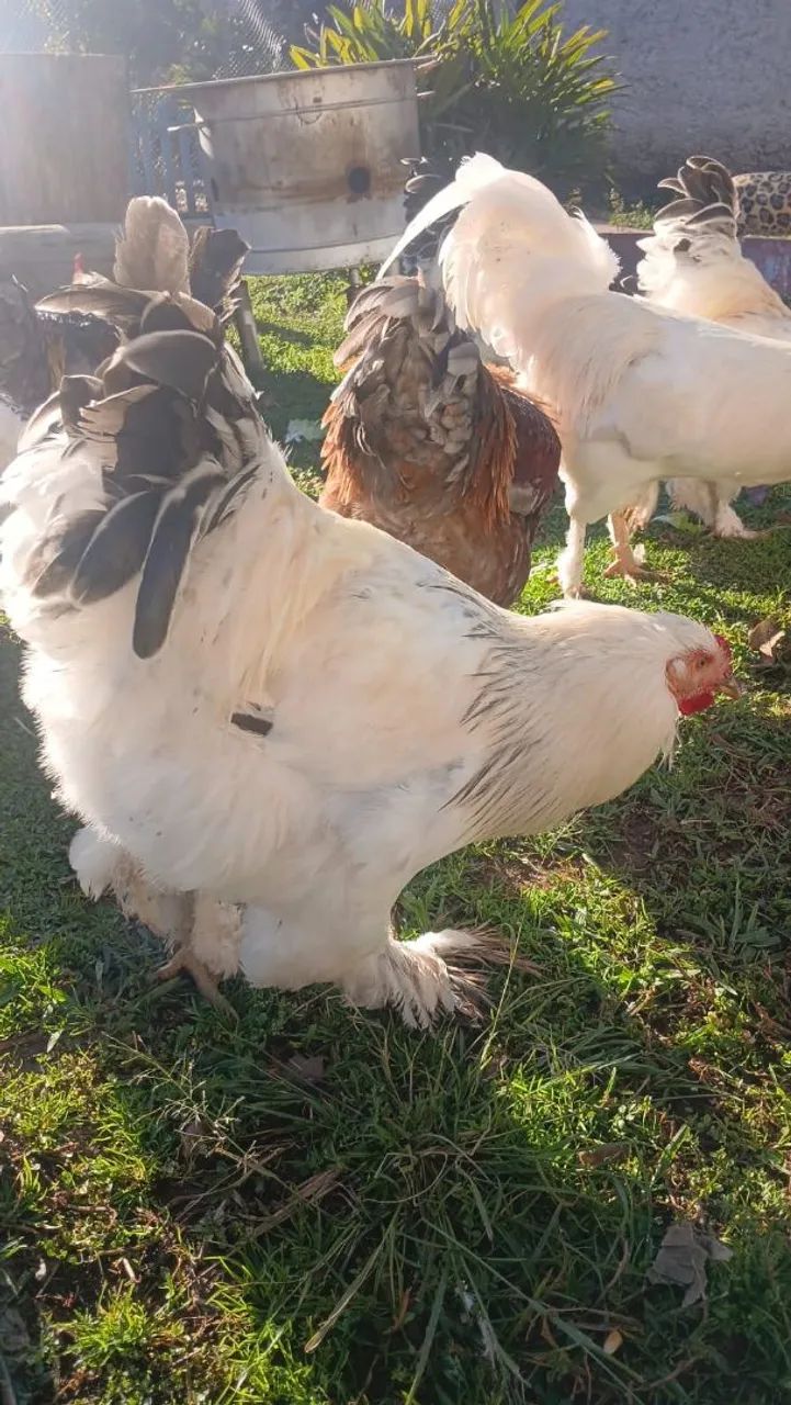 Galos Brahma Light 