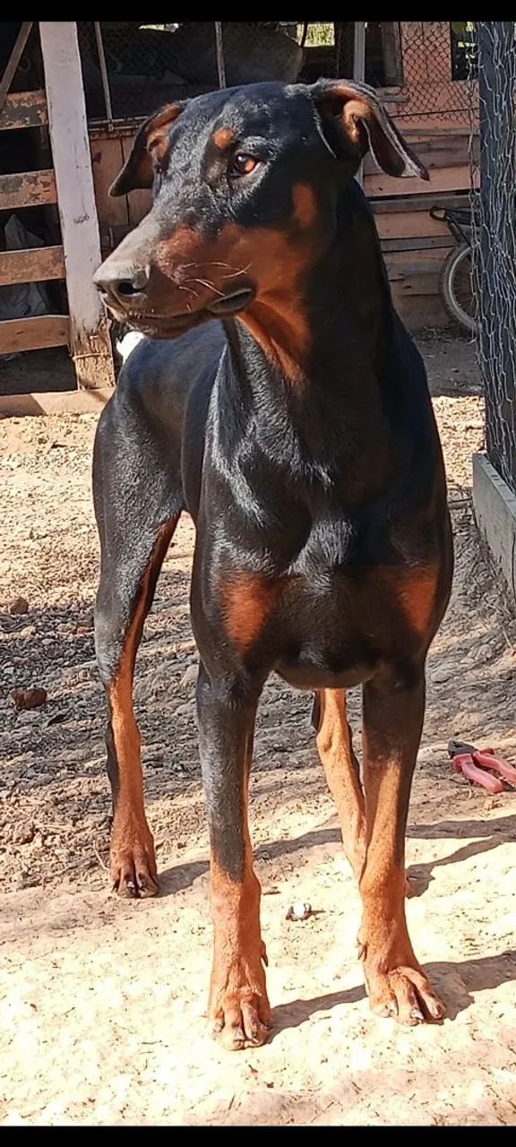 Doberman macho  - Foto 2