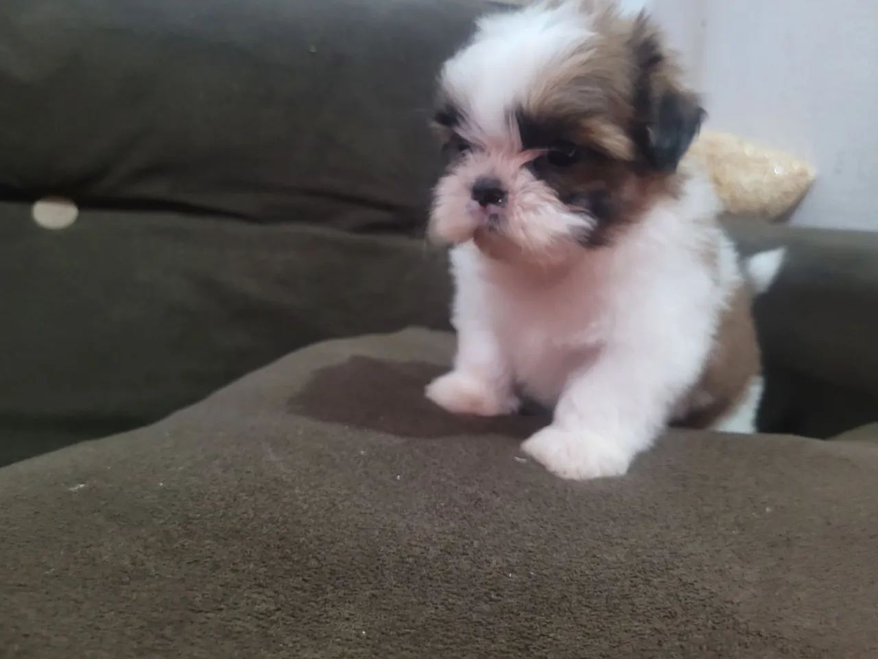 Shihtzu Filhote macho