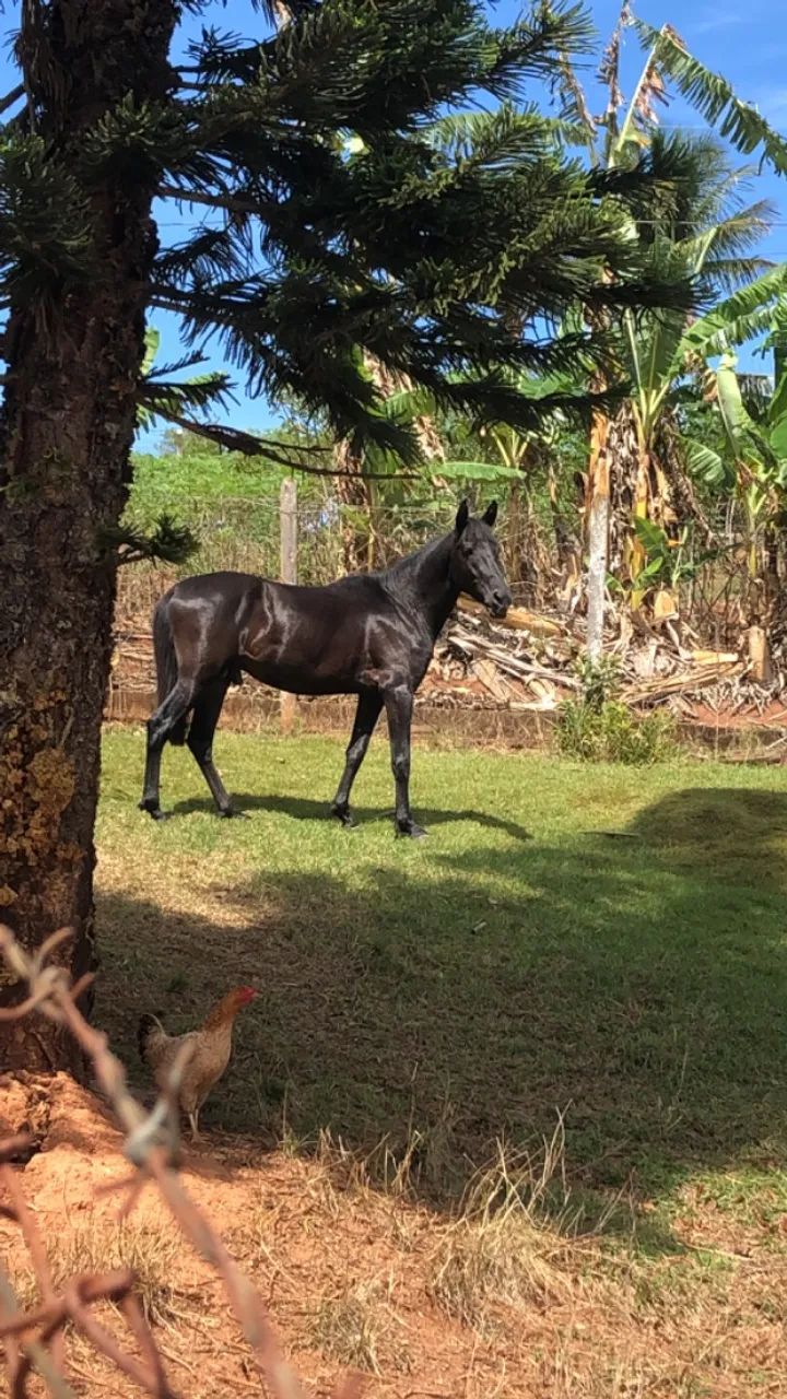 Cavalo mangalarga 