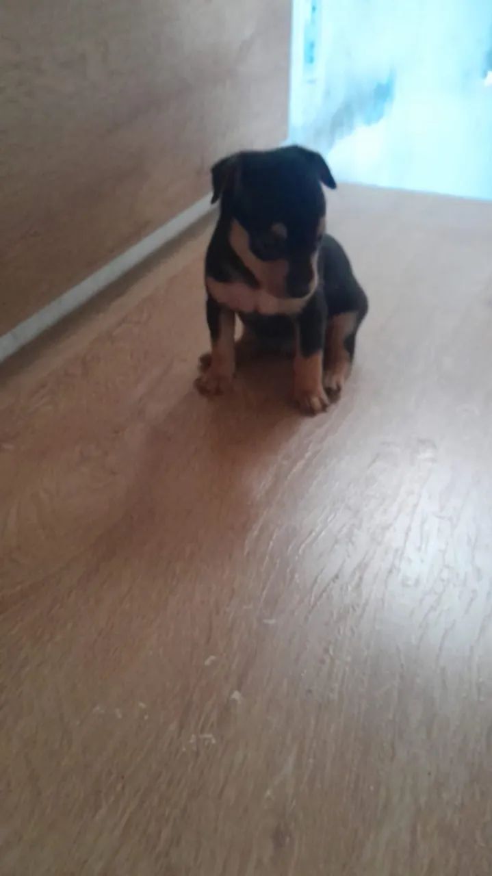 Pinscher 0 MACHO - Foto 2