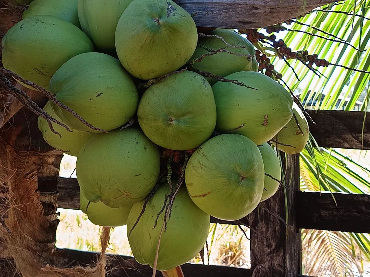 Fazenda espetacular  - Foto 2