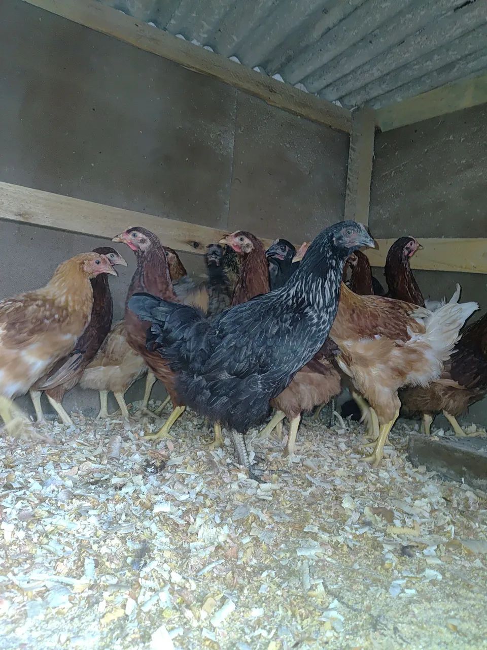 Frangas embrapas e PCG - Foto 3