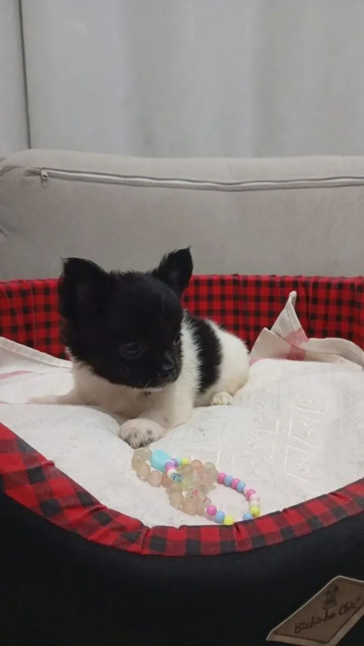 Chihuahua Pelo Longo  - Foto 4