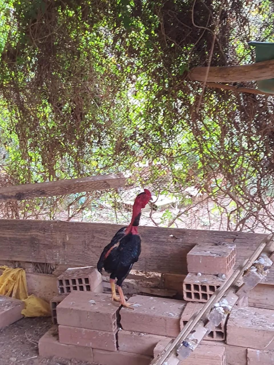 Frango polaco índio suro