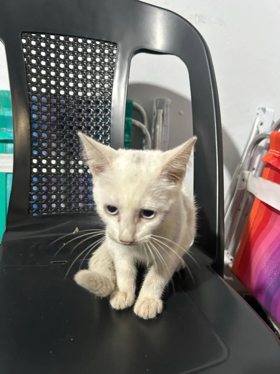 doar gato  - Foto 3
