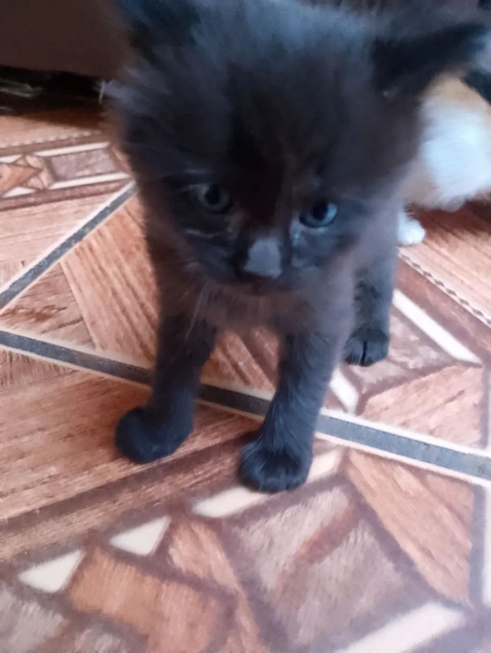 Doa- se gatinhos  - Foto 4