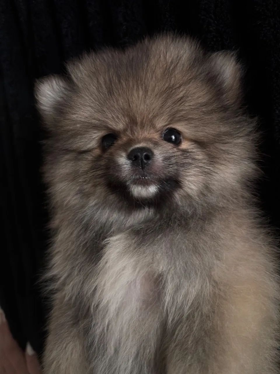 Spitz alemão  - Foto 2