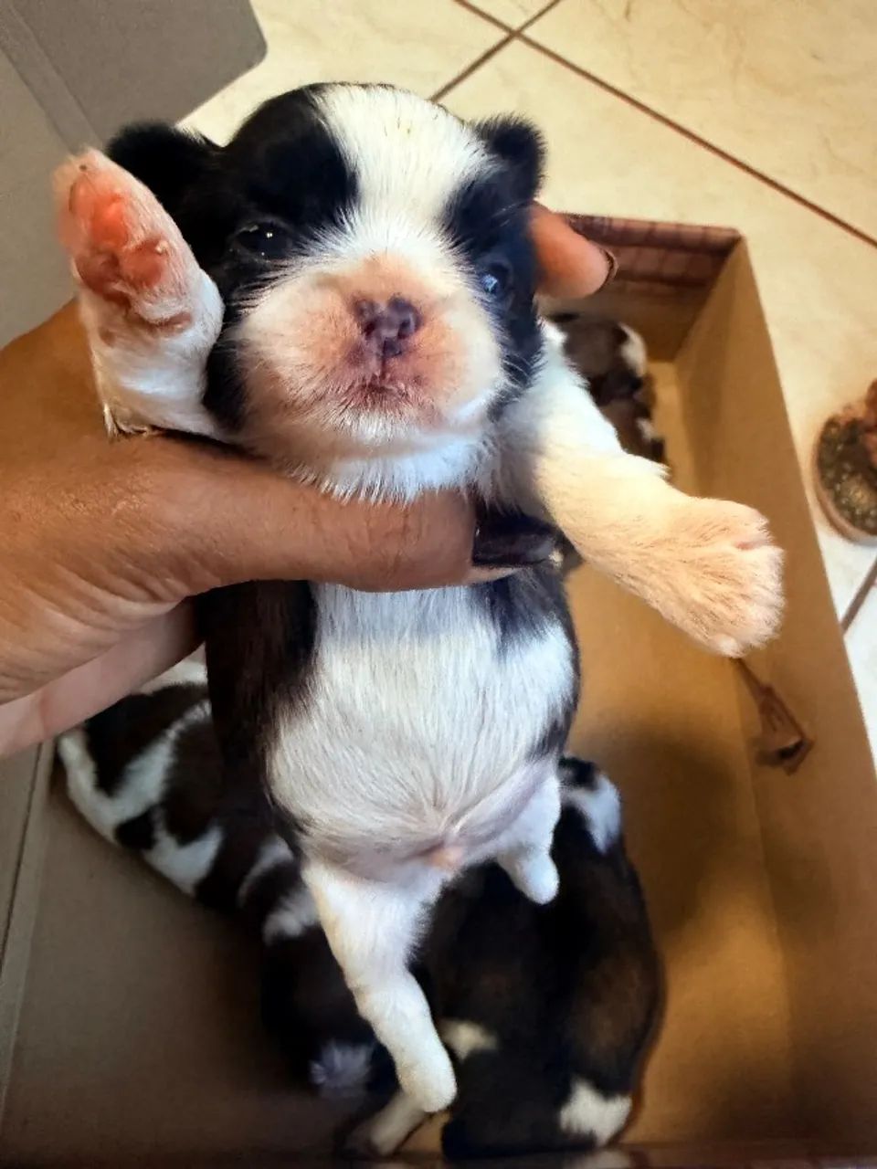 Shihtzu mini - Foto 3
