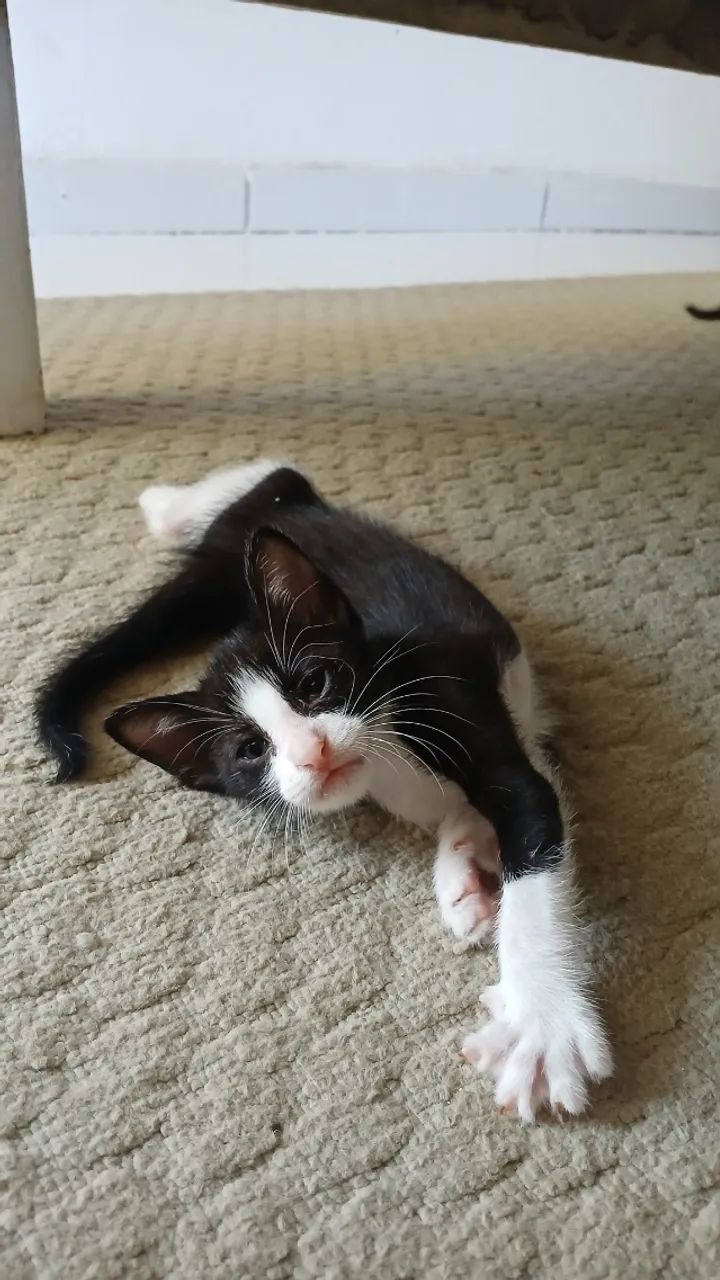 Gatinhos para doação  - Foto 3
