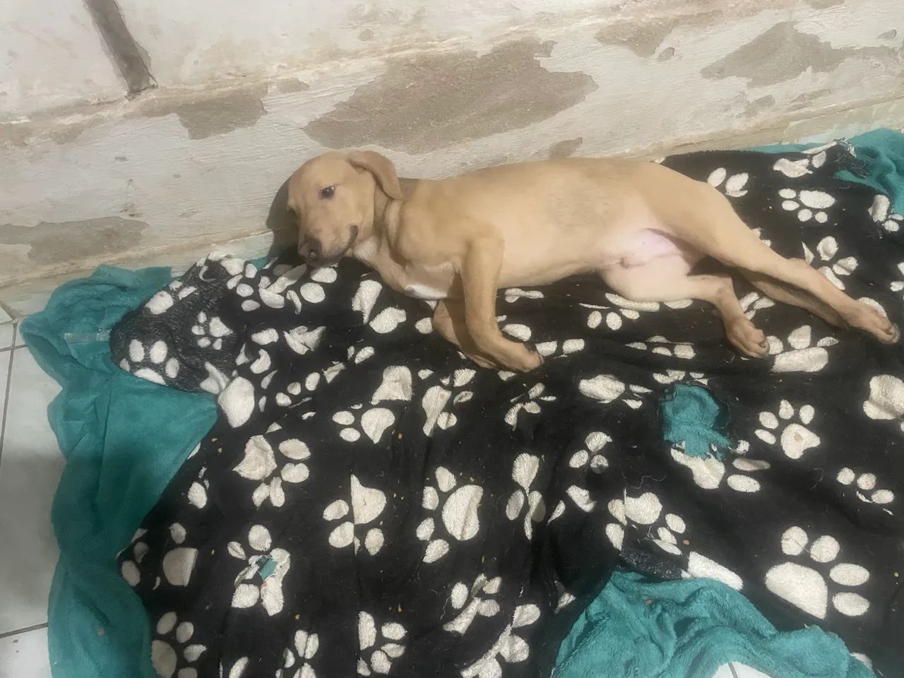 Estou doando 4 cachorros doação urgente  - Foto 2