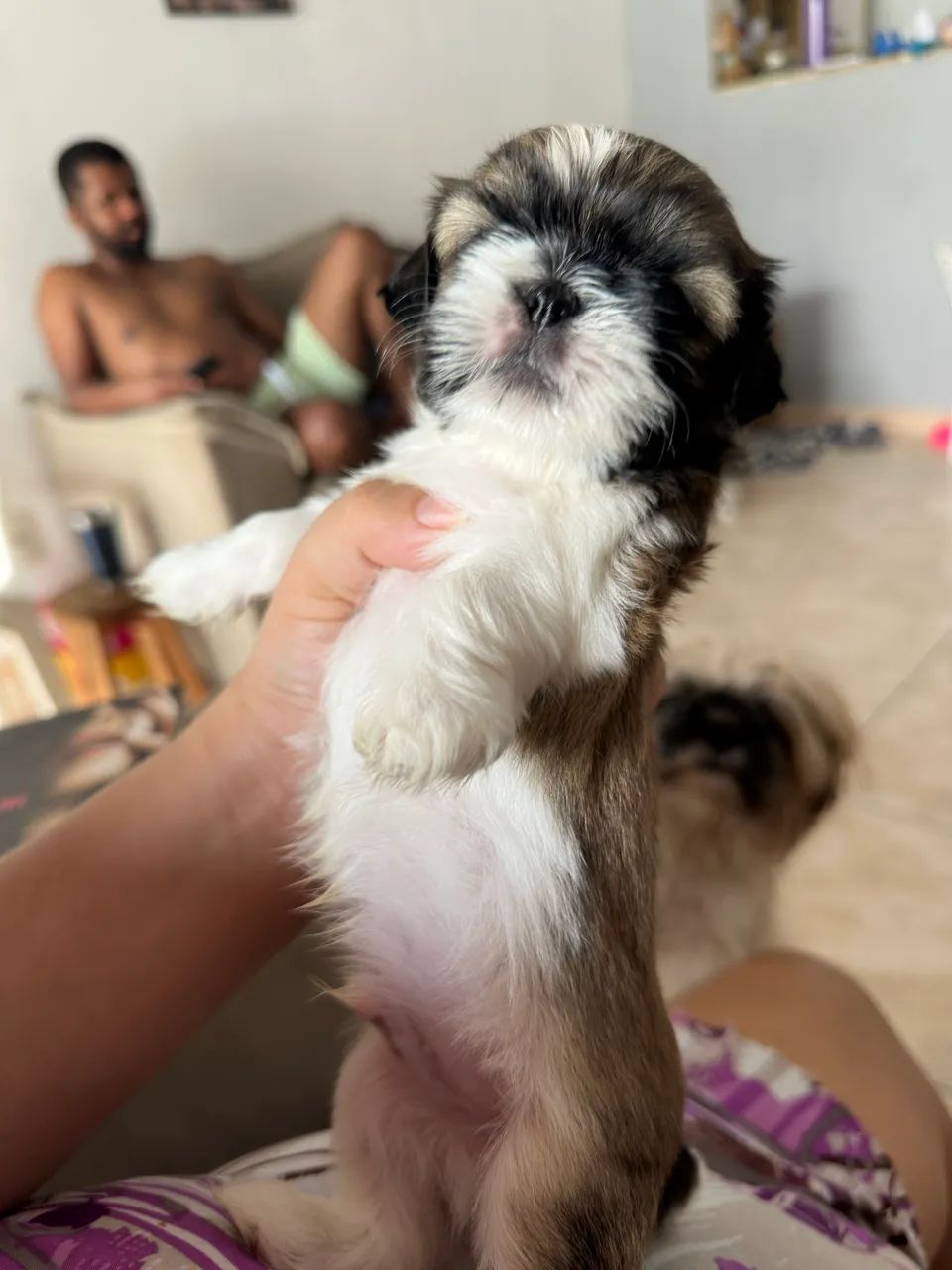 Filhote macho shih tzu - Foto 2
