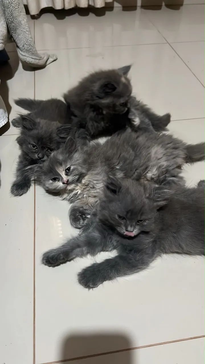 Gato Persa filhote - Foto 2