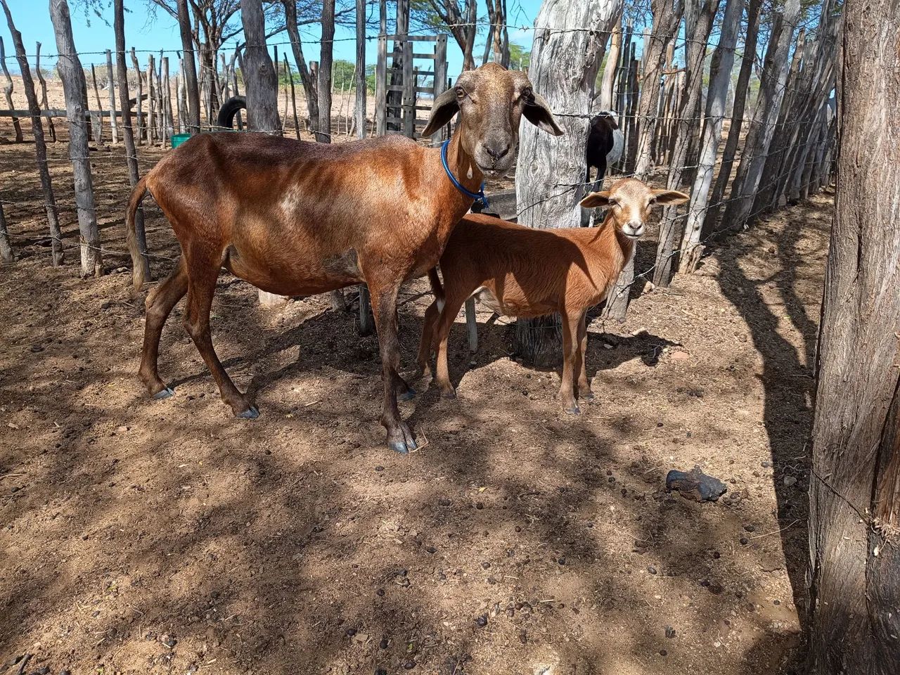 Ovelha morada Nova com Borrega  - Foto 2