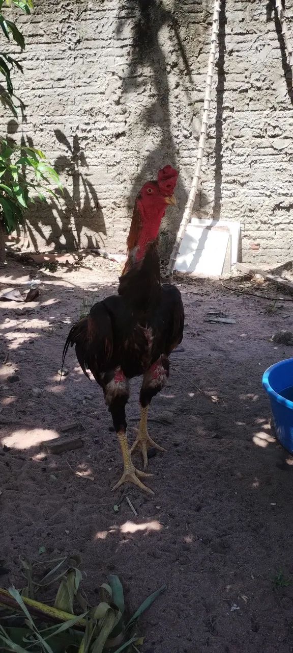 Galo de raça  - Foto 2