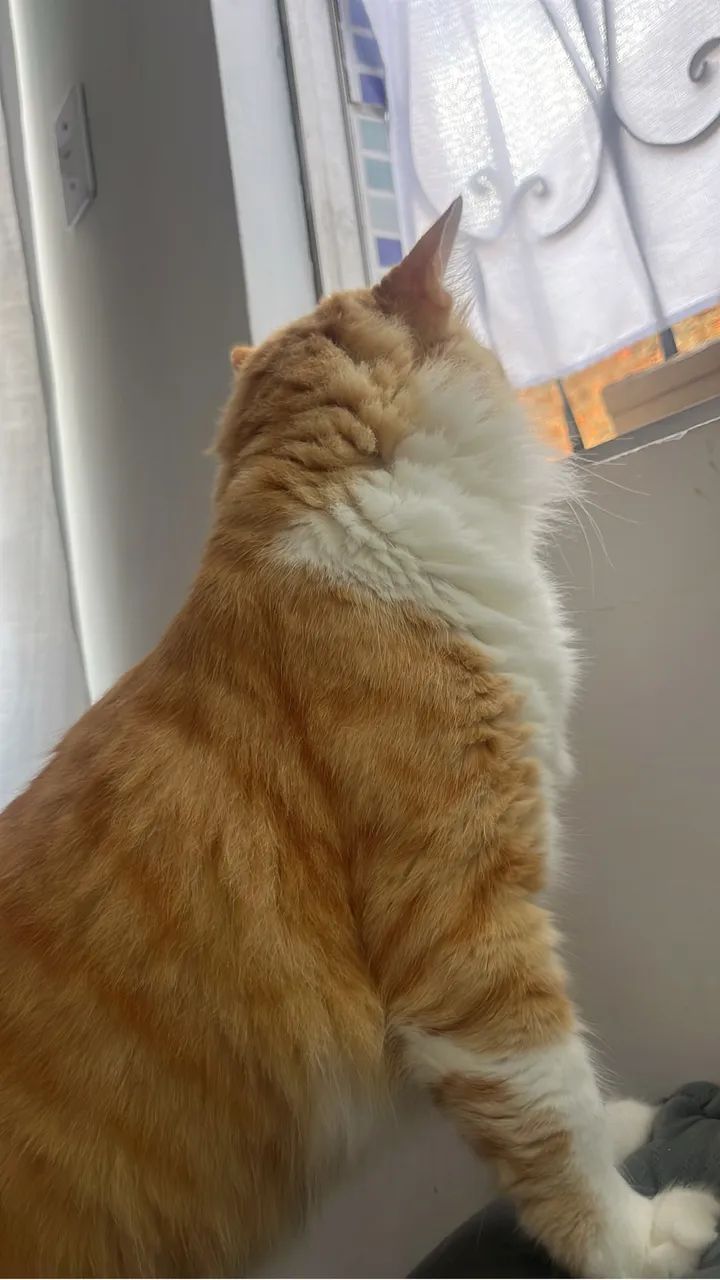 Gato amarelo castrado  - Foto 2