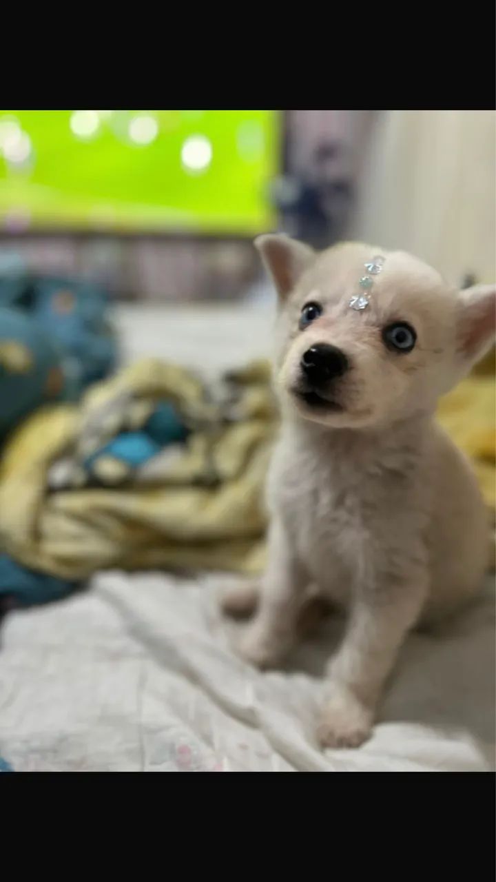 Husky  - Foto 4