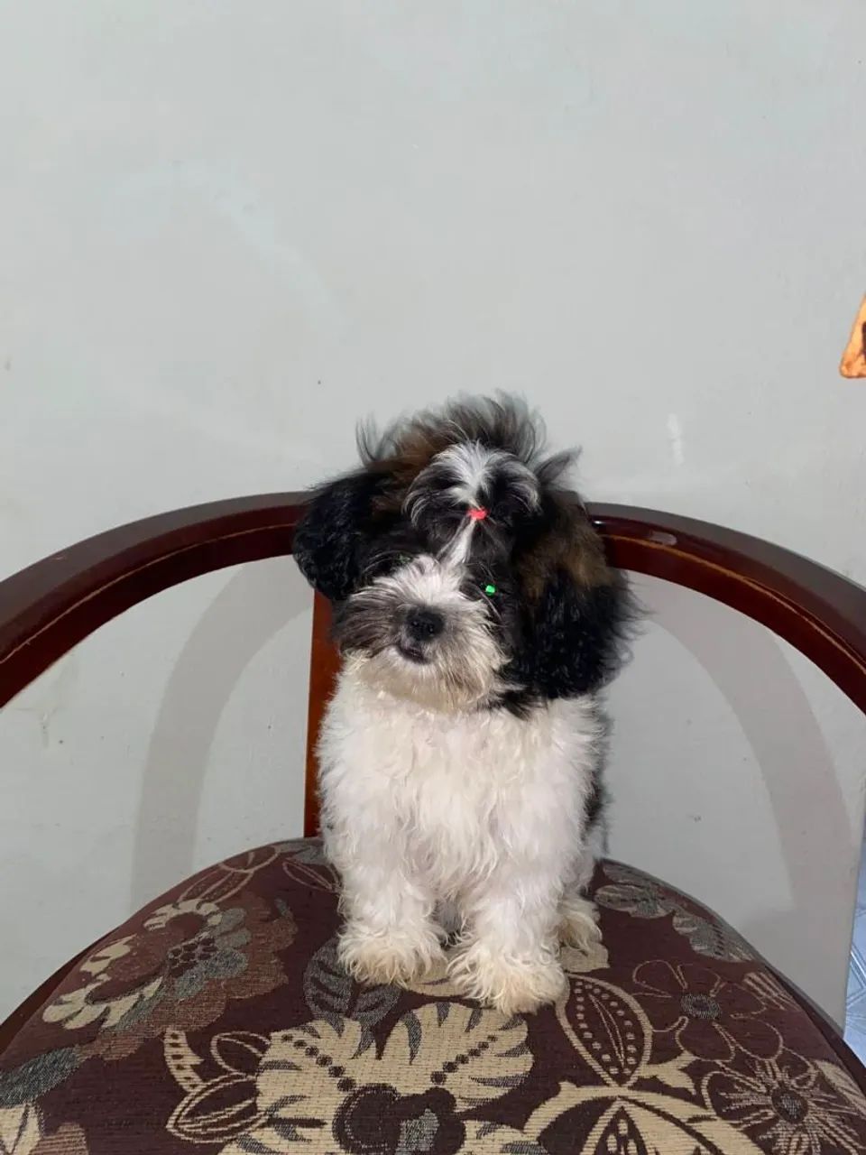 Vende-se cadelinha Shitzu  - Foto 4