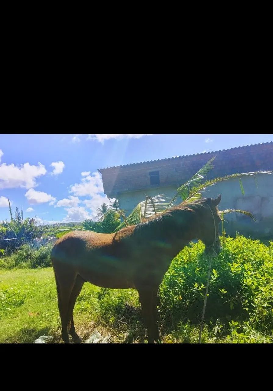 Cavalo 