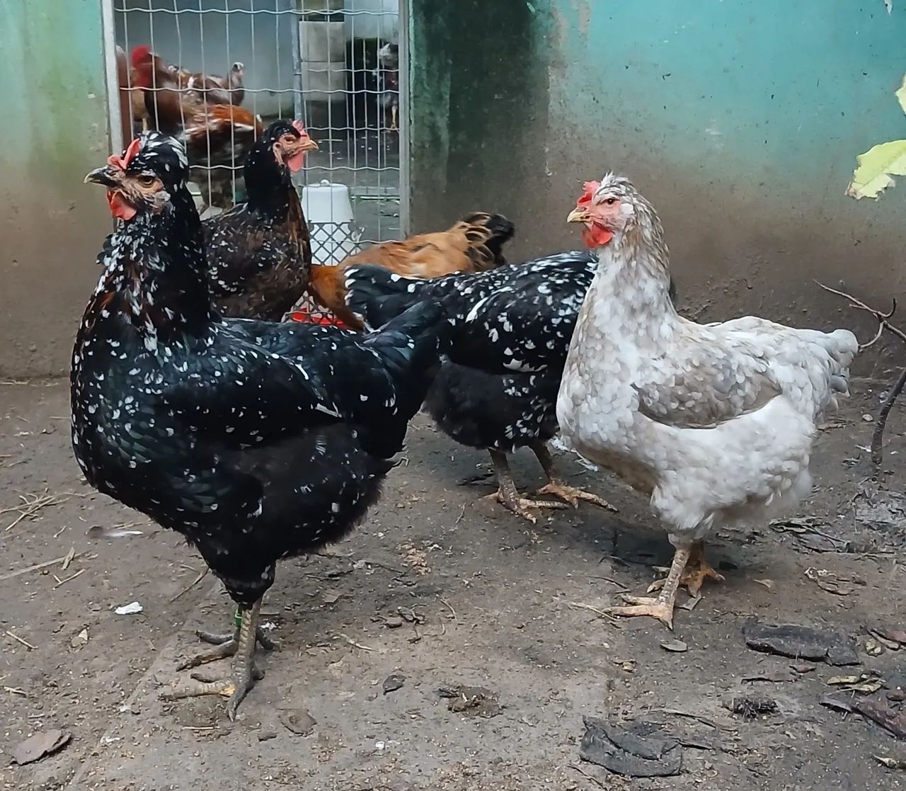 Ovos férteis gsb  - Foto 2