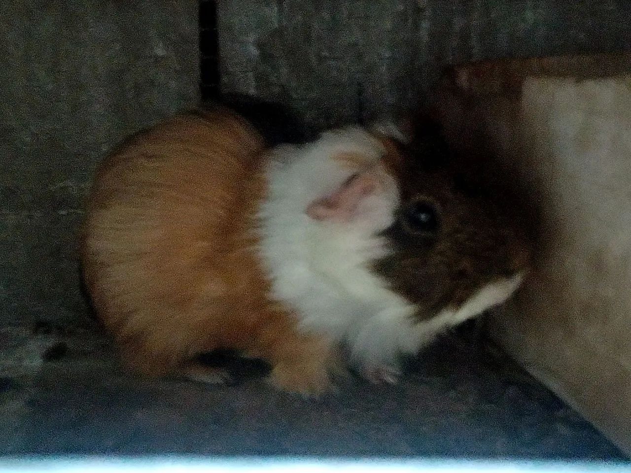 Porquinho da índia macho  - Foto 3