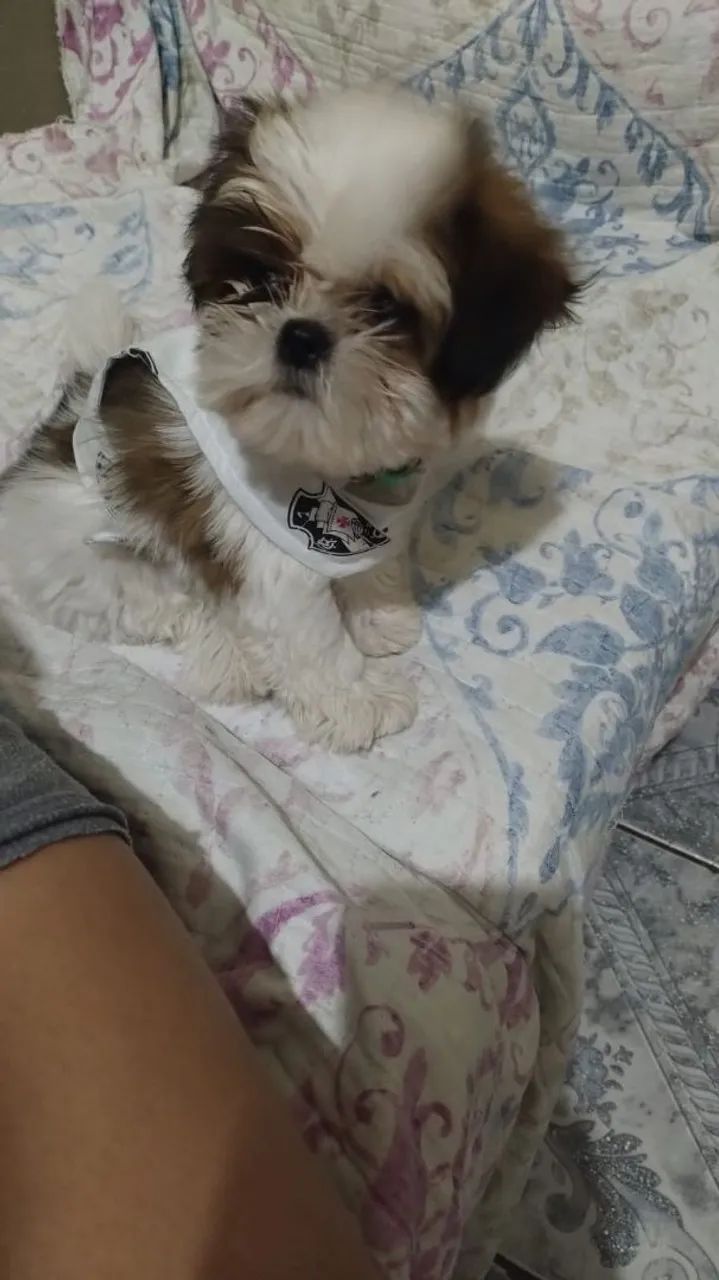 A procura de uma namorada  - Foto 5