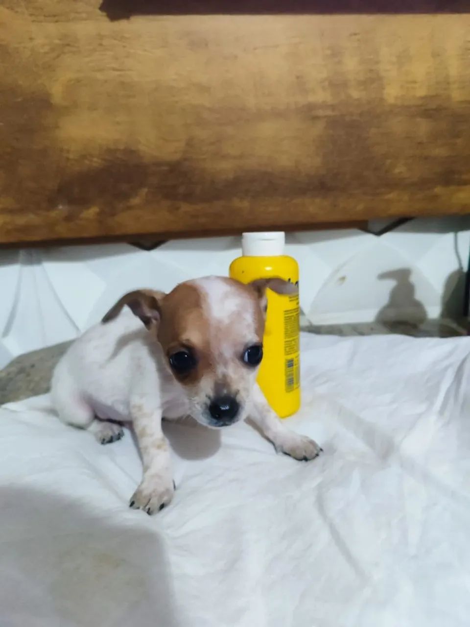 Vendo Pinscher - Foto 5