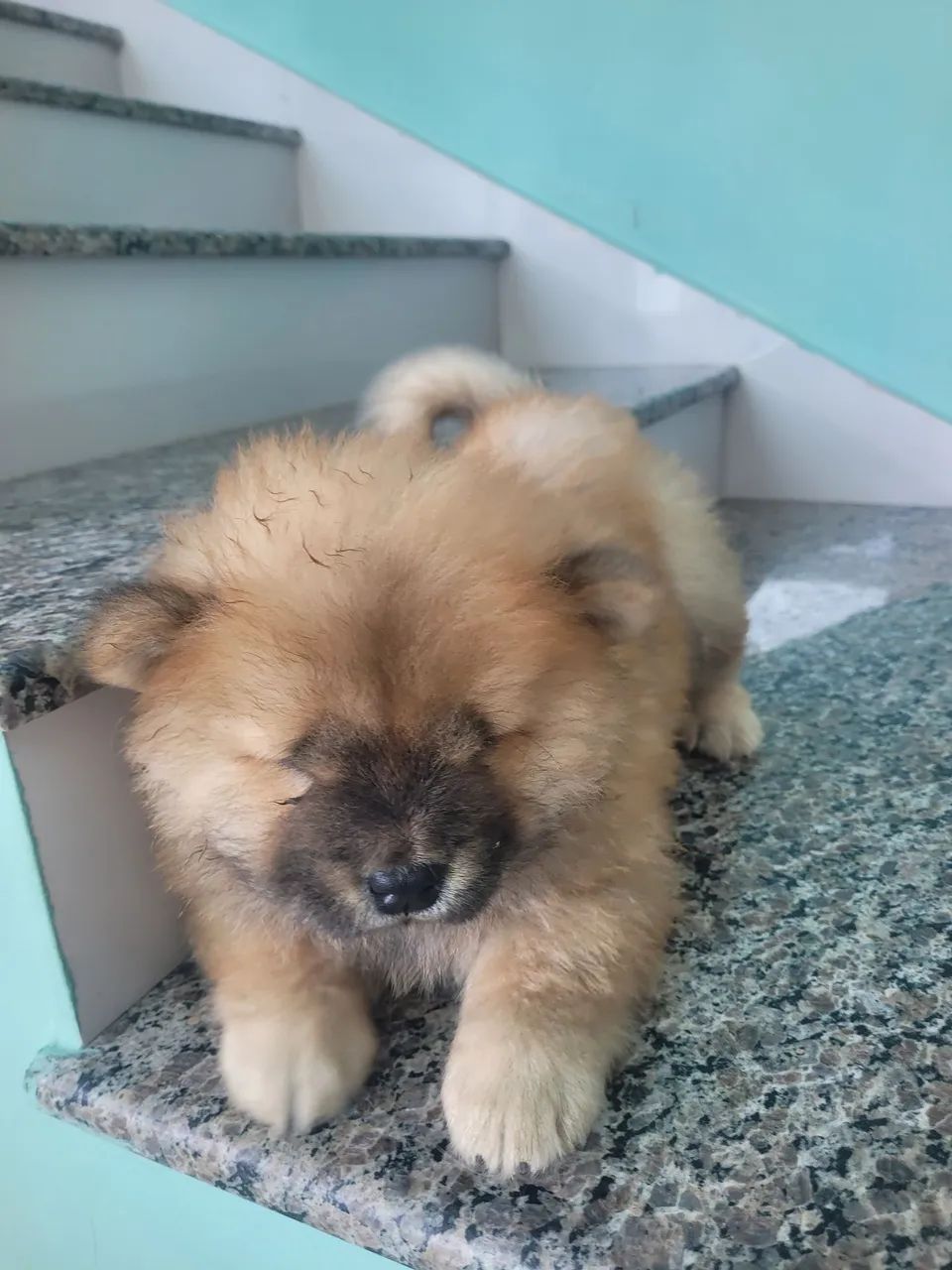 Filhotes de chow chow - Foto 3