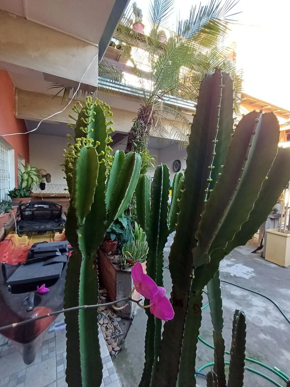 CACTOS MANDACARU BEM FORMADO  - Foto 3
