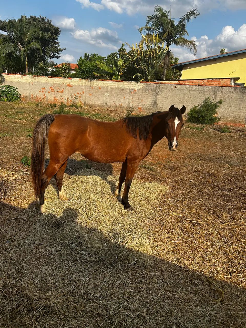 Égua Anglo Árabe 