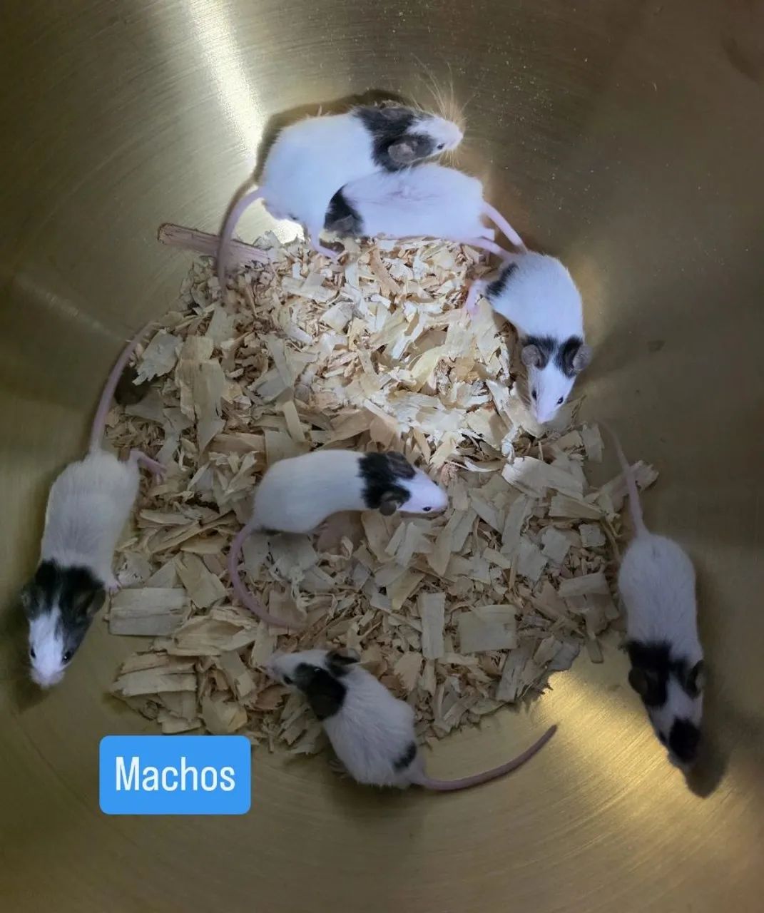 Topolinos  - Foto 3
