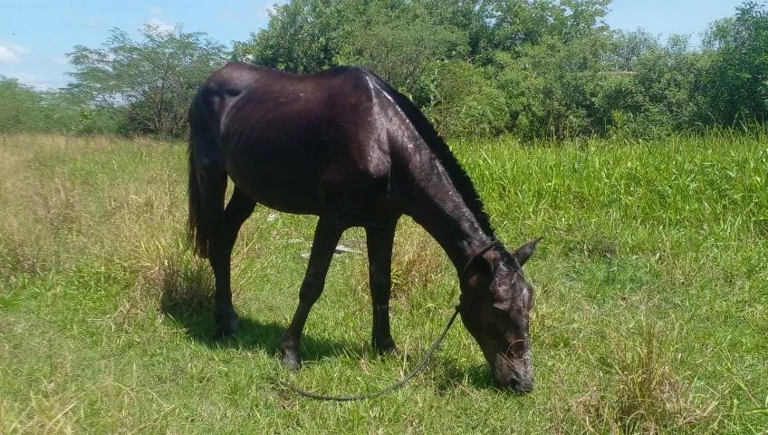 Cavalo Muito Dócil Sela/Charrete/Carroça- Campos dos Goytacazes Rj  - Foto 4