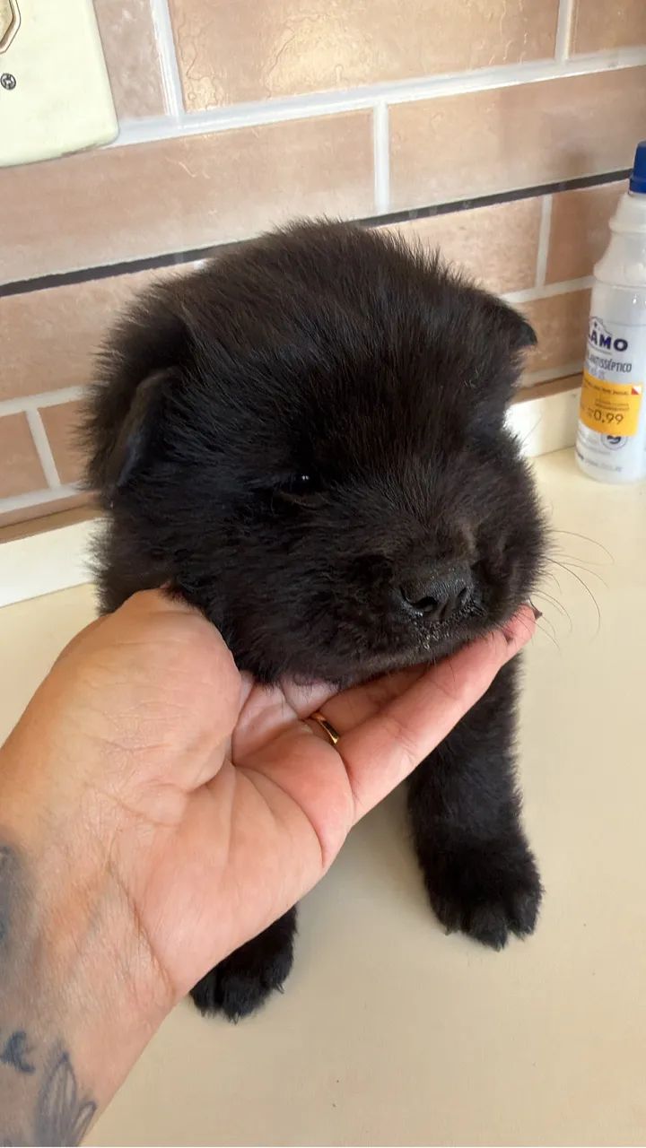 Chow chow  - Foto 4